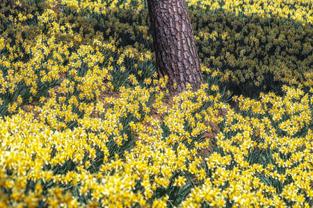 Field of daffodil flowers blossoming around pine trees in Yu Gi Bang Gaok in Seosan, South Korea. Famous tourist attraction in spring.の写真素材