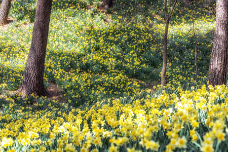 Field of daffodil flowers blossoming in Yu Gi Bang Gaok in Seosan, South Korea. Famous tourist attraction in spring.の写真素材
