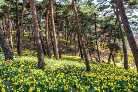 Field of daffodil flowers blossoming around pine trees in Yu Gi Bang Gaok in Seosan, South Korea. Famous tourist attraction in spring.の写真素材