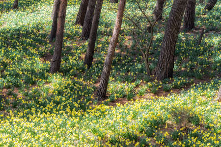 Field of daffodil flowers blossoming in Yu Gi Bang Gaok in Seosan, South Korea. Famous tourist attraction in spring.の写真素材