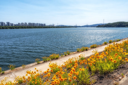 Coreopsis flowers blooming near han river in Namyangju, South Korea