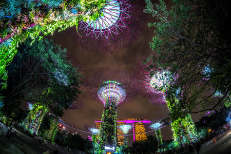 Gardens by the bay supertrees during garden rhapsody light show at night. Famous tourist attraction in Singapore. Taken on October 8th 2022のeditorial素材
