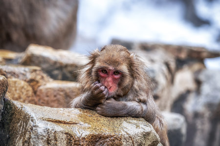 Snow monkeys also called Japanese macaque relaxing by the hot spring water in Jigokudani Monkey Park in Nagano prefecture, Japan.の写真素材