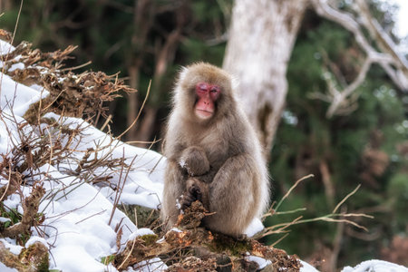Snow monkeys also called Japanese macaque relaxing by the hot spring water in Jigokudani Monkey Park in Nagano prefecture, Japan.の写真素材