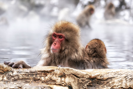 Snow monkeys also called Japanese macaque relaxing inside the hot spring water in Jigokudani Monkey Park in Nagano prefecture, Japan.の写真素材