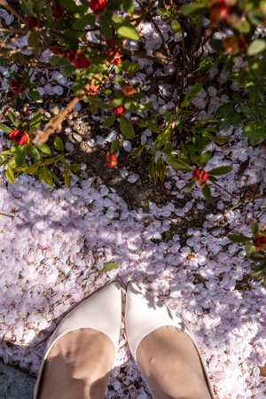 a woman wearing white heels stepping on cherry blossoms petals. Taken in Seoul, South Koreaの写真素材