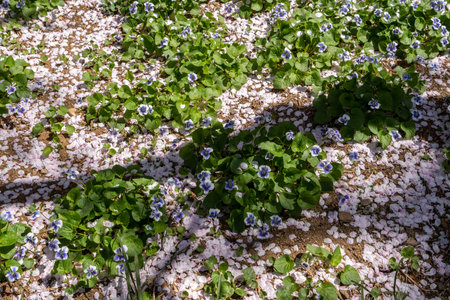 cherry blossoms petals on top of blue flowers in a park in Seoul, South Koreaの写真素材