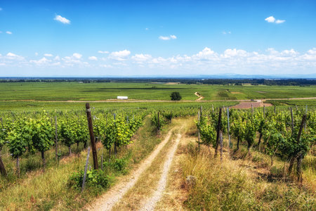 Alsace wine route in Alsace vineyards in France.の写真素材