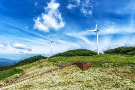 Shasta daisy flowers in Yukbaekmajigi in Cheongok Mountain, Pyeongchang, South Koreaの写真素材