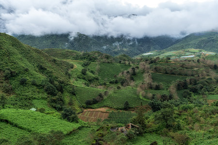View of Sapa Green Tea plantation farm taken early in the morning. Famous viewpoint in Sapa, Vietnam