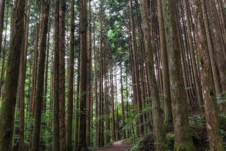 Nakasendo hiking trail surrounded by lush forest and trees. Famous trail in Kiso Valley Region from Magome to Tsumagoの写真素材
