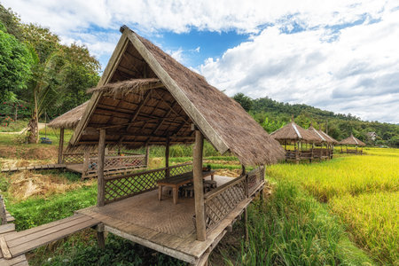 Wooden shacks and trail overlooking Rice Farm and fields during harvest time in Luang Prabang, Laosの写真素材