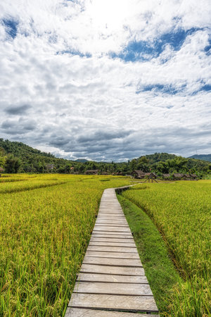 Wooden shacks and trail overlooking Rice Farm and fields during harvest time in Luang Prabang, Laosの写真素材