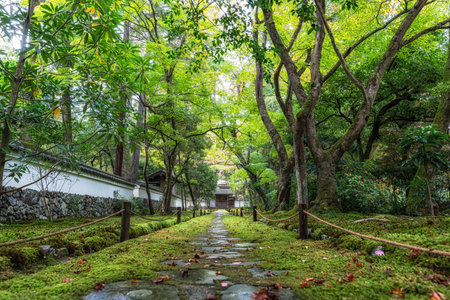 A small road surrounded by moss in Saihoji Kokedera Temple. Famous UNESCO building in Kyoto, Japanの写真素材