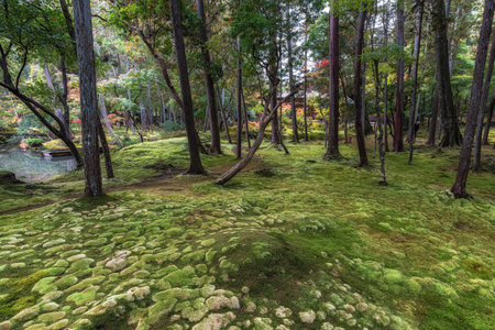 Saihoji Kokedera Temple moss garden and surrounding autumn foliage view. Famous UNESCO building in Kyoto, Japanの写真素材