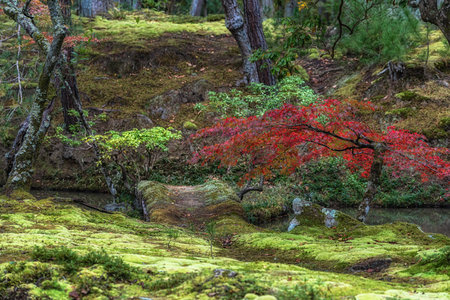 Saihoji Kokedera Temple moss garden and surrounding autumn foliage view. Famous UNESCO building in Kyoto, Japanの写真素材