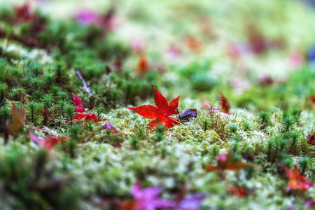 Red maple leaves on green moss in Saihoji Kokedera Temple moss garden. Famous UNESCO building in Kyoto, Japanの写真素材