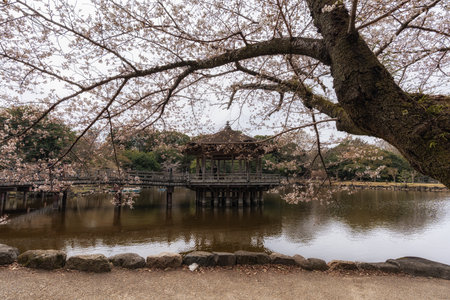 ukimido pavilion and cherry blossom tree taken in Nara, Japanの写真素材