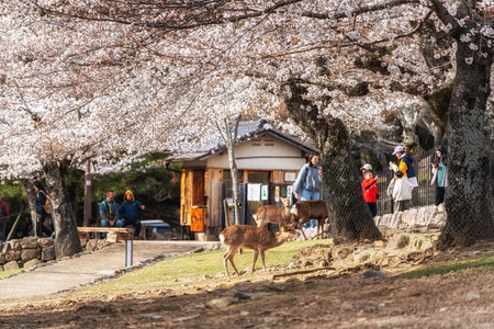 Nara deers and sakura or cherry blossoms trees taken during spring blossom season in Nara, Japanの写真素材