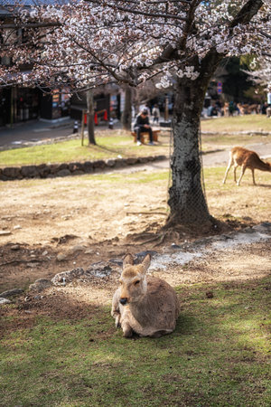 Nara deers and sakura or cherry blossoms trees taken during spring blossom season in Nara, Japanの写真素材