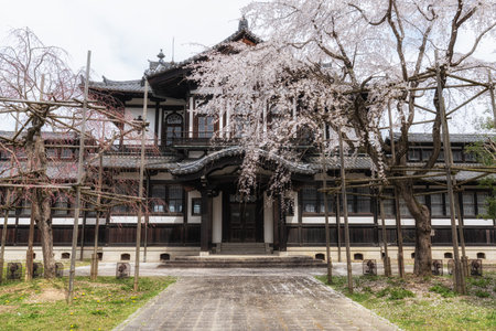 Sakura or cherry blossoms blooming in Nara during spring season. Taken in Nara, Japanの写真素材