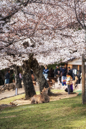 Nara deers and sakura or cherry blossoms trees taken during spring blossom season in Nara, Japanの写真素材