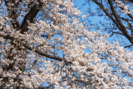 Seoul cherry blossoms flower blooming during spring season. Seoul, South Korea