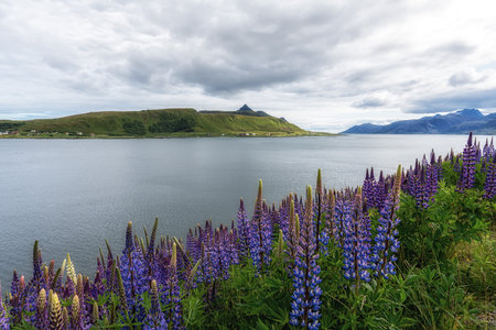 Lupin flowers growing on the coast of Lofoten Islands in Norwayの写真素材