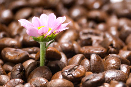 Coffee gives vitality.
Flower rising from field of coffee beans. Symbol of coffee boost up.の写真素材