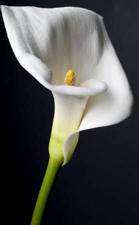 Cala lily on black background. Respect for Robert Mapplethorpe.の写真素材