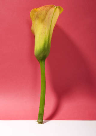 Yellow lilly design standingの写真素材