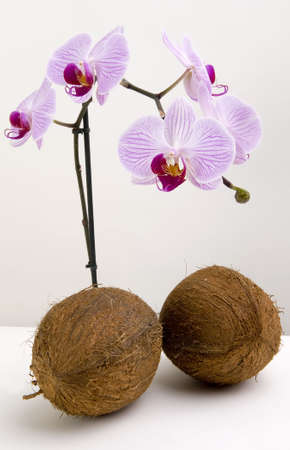 Coco nuts and orchids on plain backgroundの写真素材