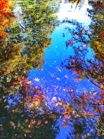 Hagley Park Christchurchの写真素材