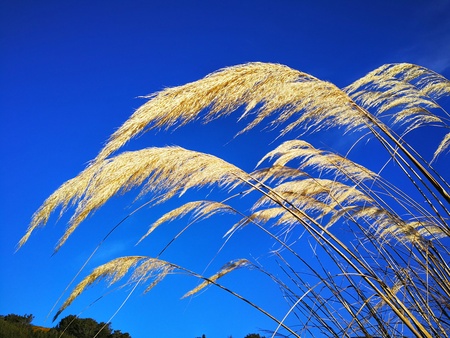 New Zealandの写真素材
