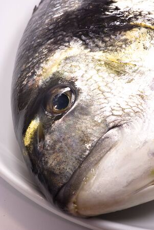 gilthead closeupの写真素材