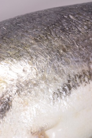 gilthead closeup