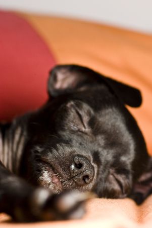 black chihuahua sleepingの写真素材