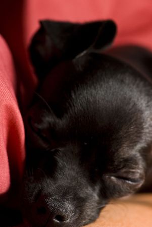 black chihuahua sleepingの写真素材