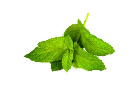 mint leaf isolated