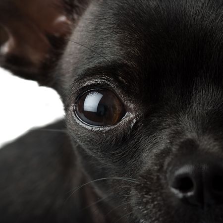 black chihuahua closeupの写真素材