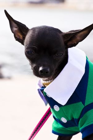 elegant chihuahuaの写真素材