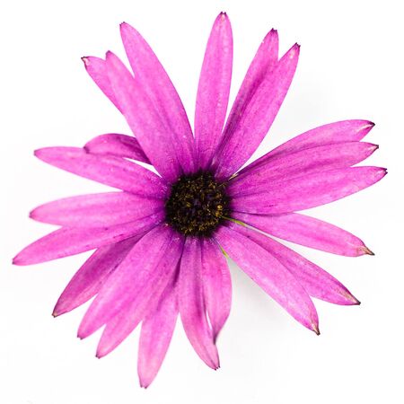 pink flower isolated