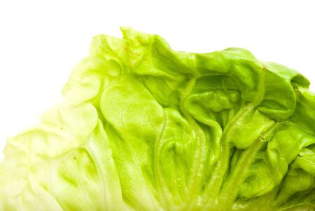 lettuce closeupの写真素材