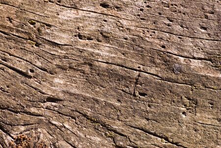 wood textureの写真素材