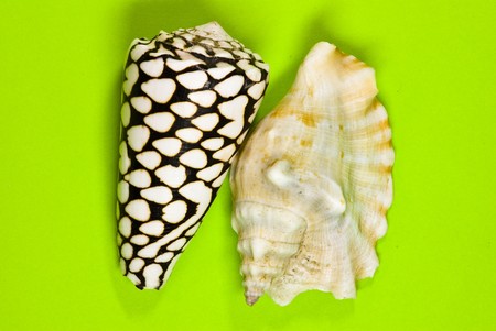 shellsの写真素材