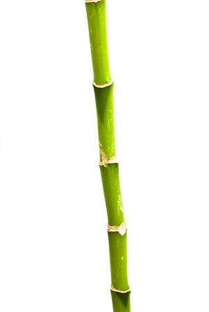 bambooの写真素材