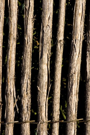 wood textureの写真素材