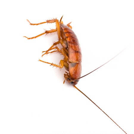 cockroachの写真素材