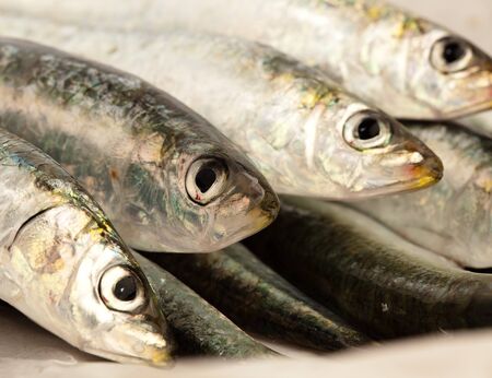 fishesの写真素材