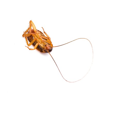 cockroachの写真素材